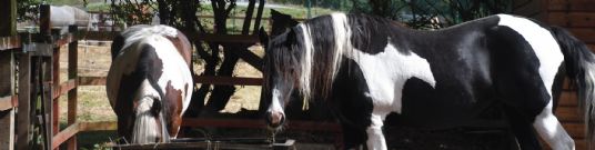 Horse Feed | Itchy Horses